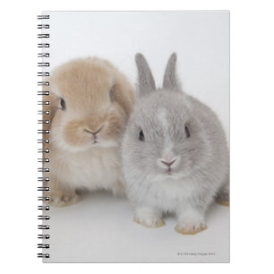 Carnet Deux lapins Netherland Dwarf et Holland Lop