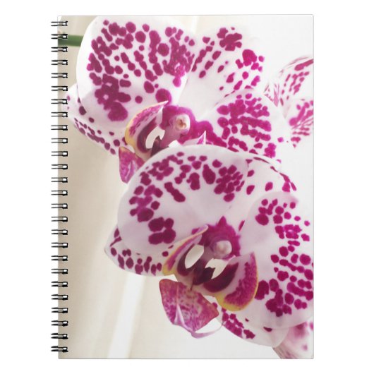 Carnet Deux orchidées variées blanches et violettes (Devant)