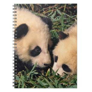 Carnet Deux oursons panda dans le buisson de bambou, Wolo