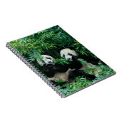 Carnet Deux pandas mangeant du bambou ensemble, Wolong (Côté Droit)