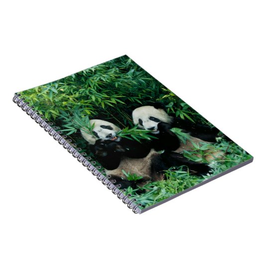 Carnet Deux pandas mangeant du bambou ensemble, Wolong (Côté Droit)