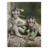 Carnet Deux petits singes (Devant)