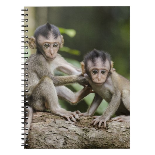 Carnet Deux petits singes (Devant)