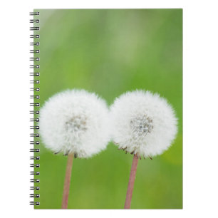 Carnet Deux pissenions