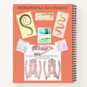 Carnet d'herpétologie (Dos)