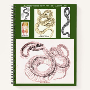 Carnet d'herpétologie