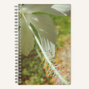 Carnet d'Hibiscus Blanc d'Hiver