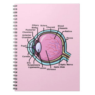 Carnet Diagramme de l'oeil