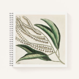 Carnet d'illustration botanique d'art du 18e siècl