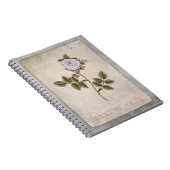 Carnet d'illustration botanique - Rose blanche (Côté Droit)