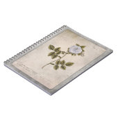 Carnet d'illustration botanique - Rose blanche (Côté gauche)