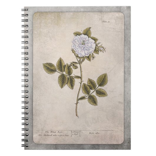 Carnet d'illustration botanique - Rose blanche (Devant)