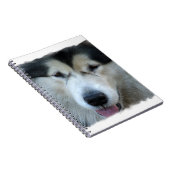 Carnet d'image de Malamute de loup (Côté Droit)