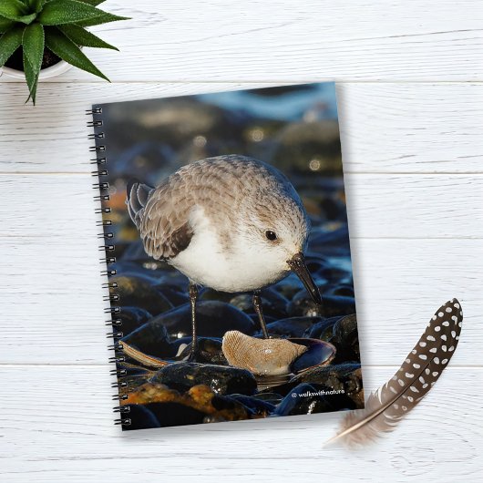 Carnet Dînes de Sanderling mignon sur la palourde à la pl
