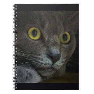 Carnet d'intensité