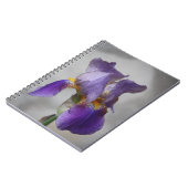 Carnet d'iris à barbe violet (Côté gauche)