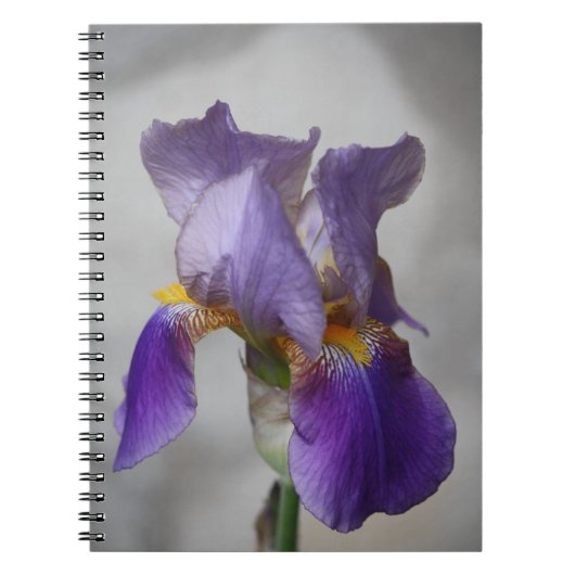 Carnet d'iris à barbe violet (Devant)