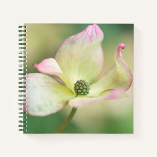 Carnet Dogwood Blossom   Cornus Kousa 'Miss Satomi'