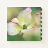 Carnet Dogwood Blossom | Cornus Kousa 'Miss Satomi' (Dos)