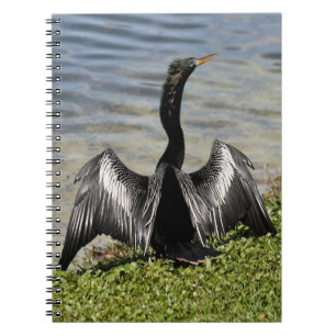 Carnet d'oiseaux d'Anhinga