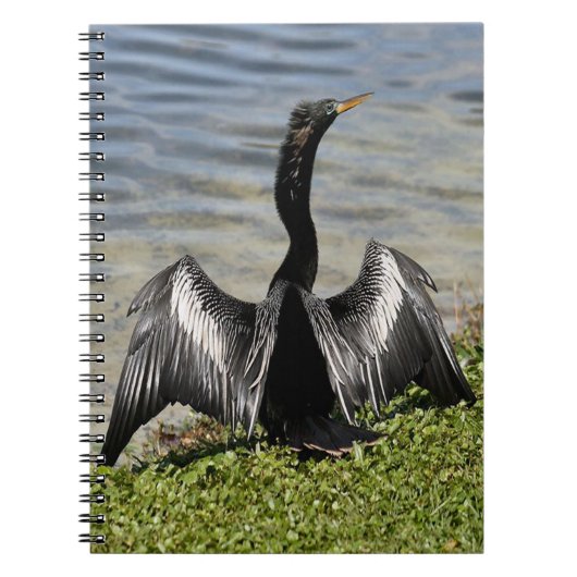 Carnet d'oiseaux d'Anhinga (Devant)