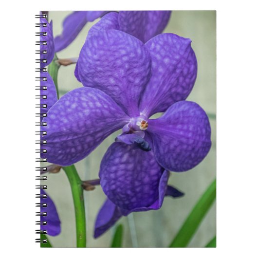 Carnet d'orchidées violettes vanda (Devant)