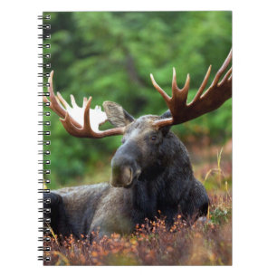 Carnet d'orignal
