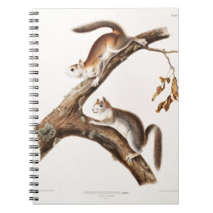 Carnet Downy Brown Squirrel House