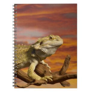 Carnet Dragon barbu (Pogona Vitticeps) sur la branche,