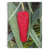 Carnet Dragon Lily Red Seed Head (Devant)