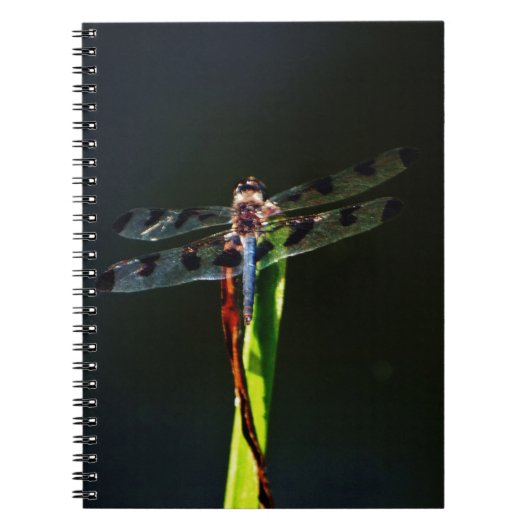 Carnet Dragonfly bleu et noir sur gazon vert et rouge (Devant)