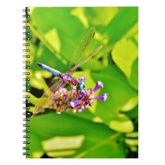 Carnet Dragonfly de couleur arc-en-ciel sur une fleur ros (Devant)
