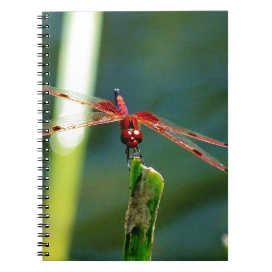 Carnet Dragonfly frontale rouge et noire (Devant)