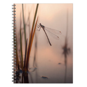 Carnet Dragonfly Misty Dawn