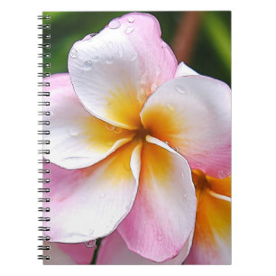 Carnet Dream Palette: Franjipani flower