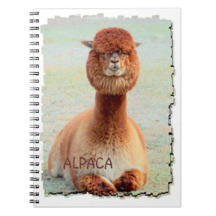 Carnet drôle d'alpaga