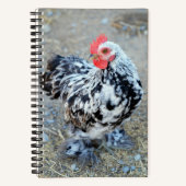 Carnet du Journal du poulet Bantam Cochin en boute (Recto)