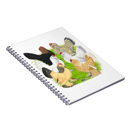 Carnet D'Uccles Six Hens (Côté Droit)