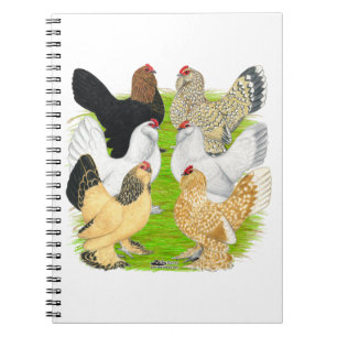 Carnet D'Uccles six poules
