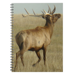 Carnet E35 Élan Mâle Herbe dans les Bois de Cerf