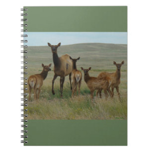 Carnet E44 Elcs et veaux de vache