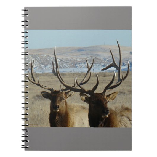 Carnet E45 Têtes d'élans taureaux (Devant)