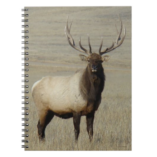 Carnet E46 Bull Elk Big Bull (Devant)