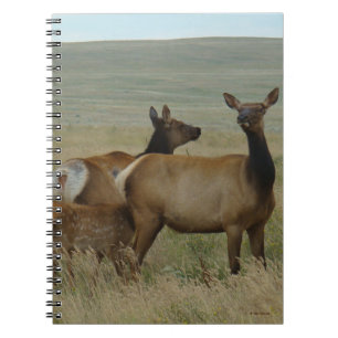 Carnet E61 Vache Wapiti et Jeune