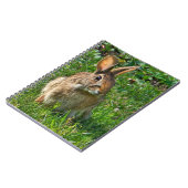 Carnet Eastern cottontail rabbit (Côté gauche)