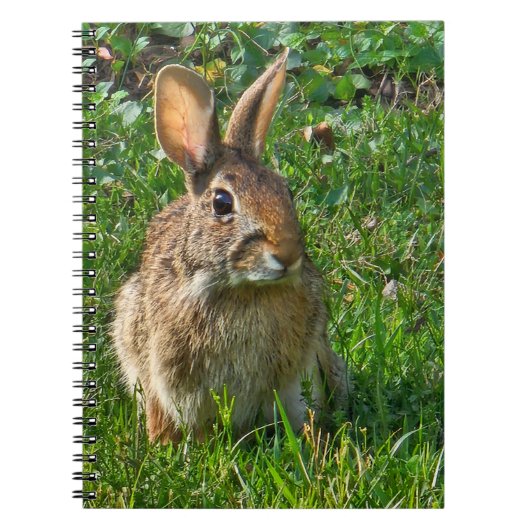 Carnet Eastern cottontail rabbit (Devant)