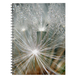 Carnet Eau brillante sur un pissenlit blanc