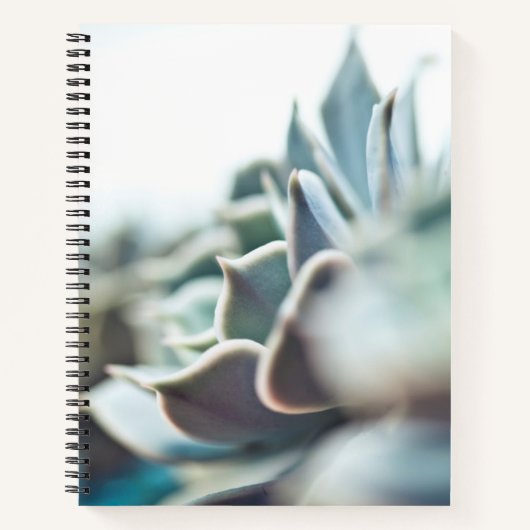 Carnet Echeveria succulent (Devant)