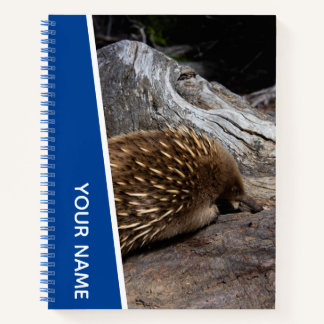 Carnet Echidné Australie Animal Mignon Piquant, Bleu