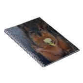 Carnet Écureuil (Côté Droit)